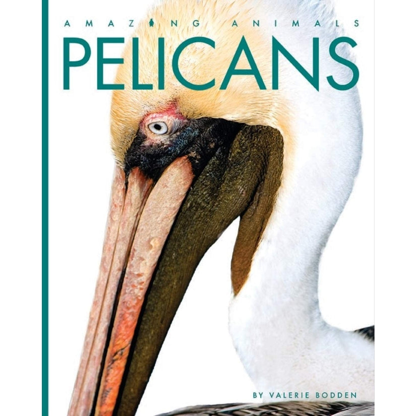 TCC Paperback - Pelicans