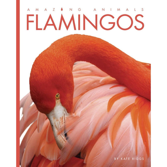 TCC Paperback - Flamingos