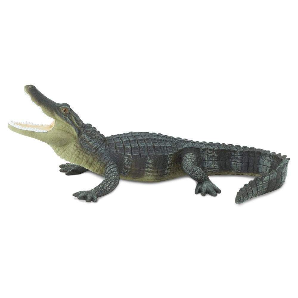 SF Alligator