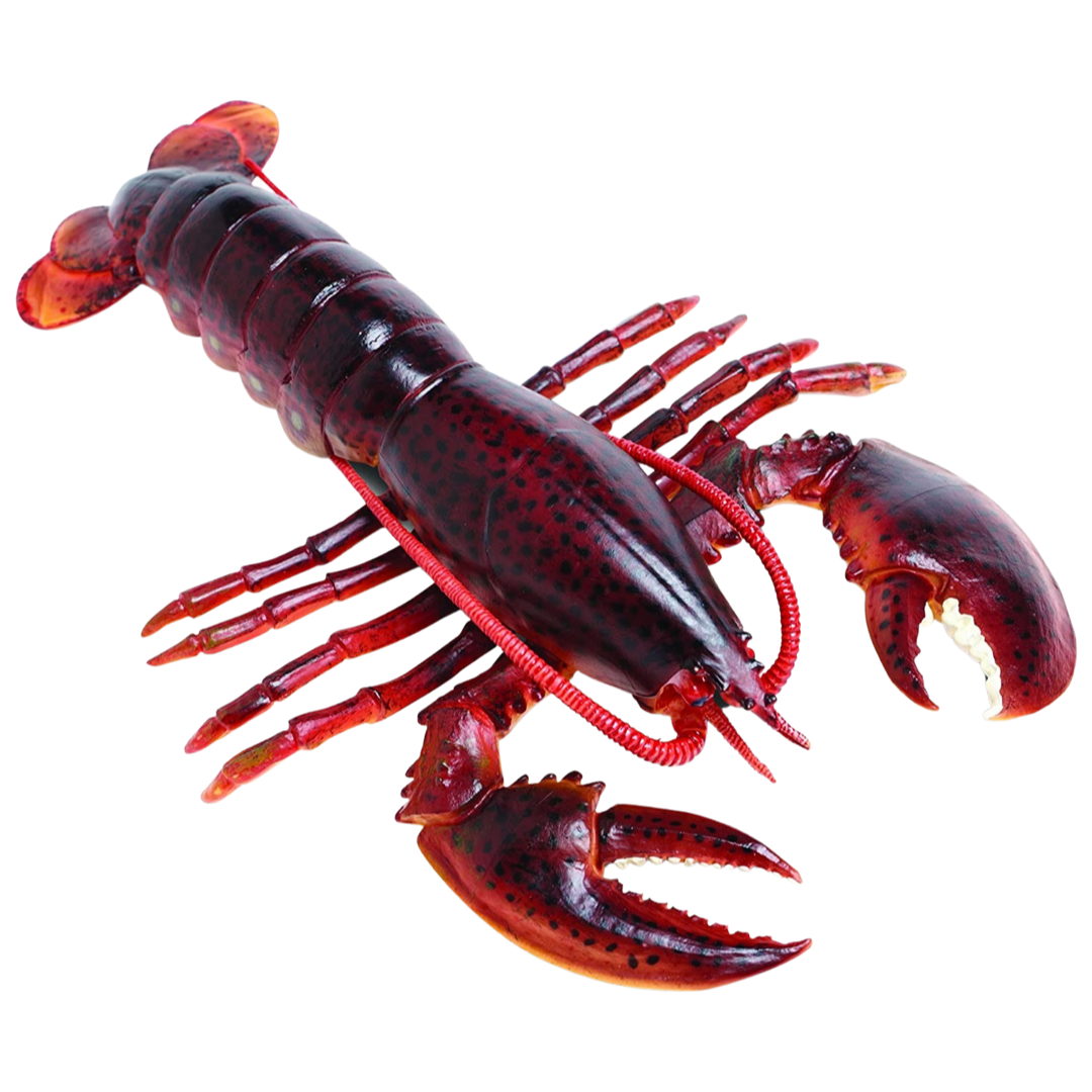 SF Maine Lobster